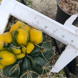 Gymnocalycium   denudatum 'Variegata'