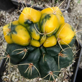 Variegated Gymnocalycium paraguayense