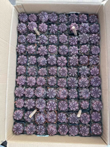 Gymnocalycium mihanovichii 'Day Dream'  10Pcs