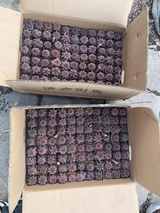 Gymnocalycium mihanovichii 'Day Dream'  10Pcs