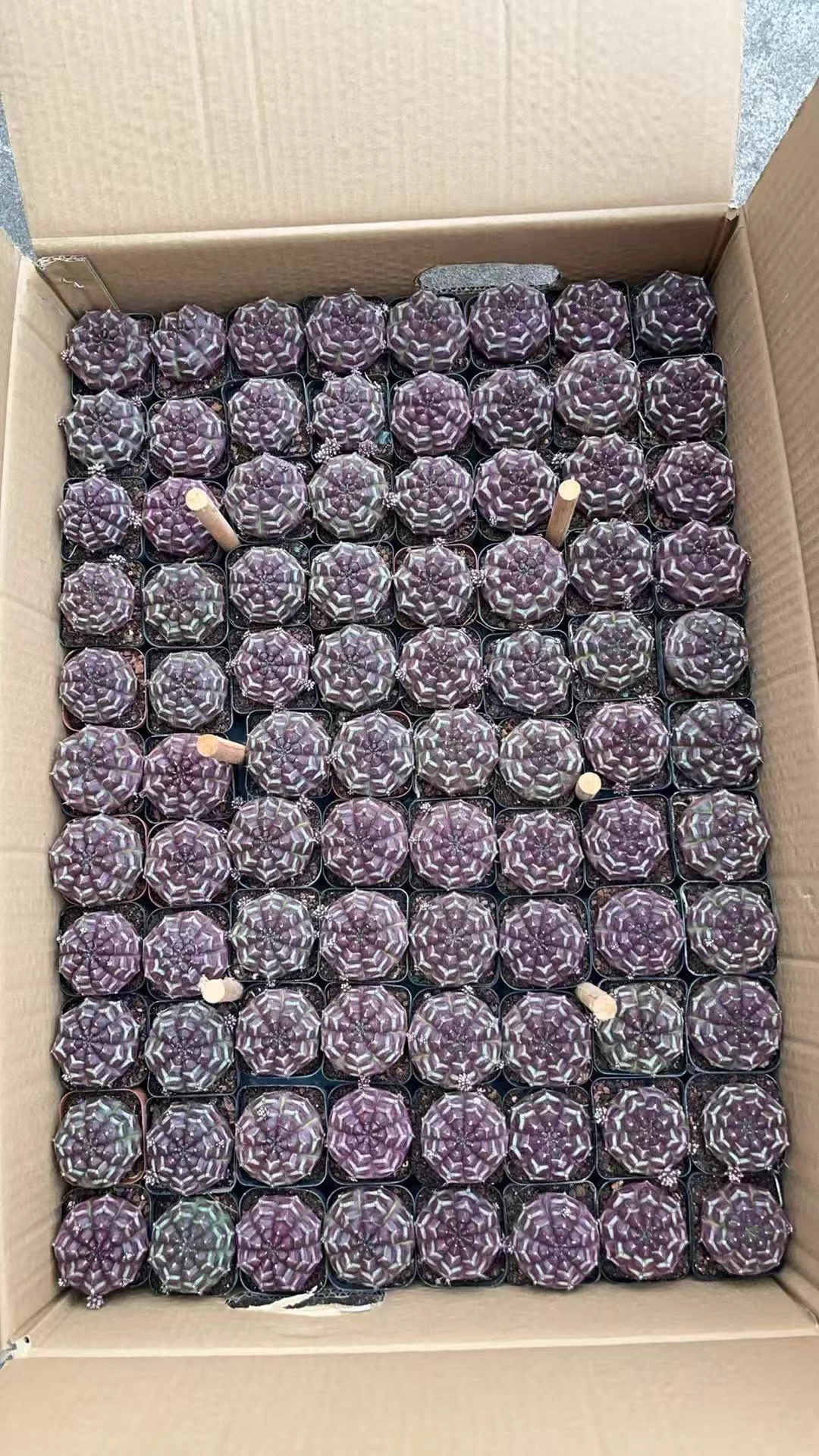 Gymnocalycium mihanovichii 'Day Dream'  10Pcs