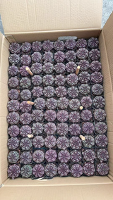 Gymnocalycium mihanovichii 'Day Dream'  10Pcs