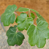 Jatropha conzattii-Jatropha-H10-15cm-image-4