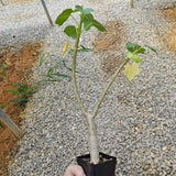 Jatropha conzattii-Jatropha-H10-15cm-image-2