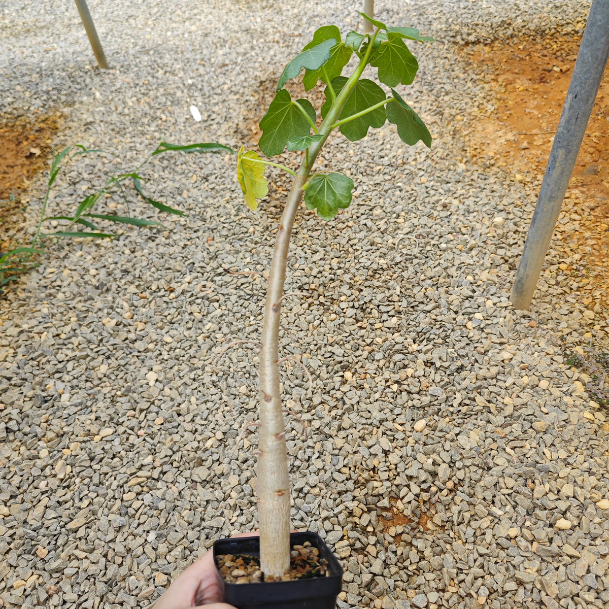 Jatropha conzattii-Jatropha-H10-15cm-image-3
