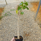 Jatropha conzattii-Jatropha-H10-15cm-image-3