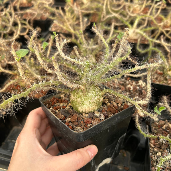 Jatropha marginata | Seed-grown | Caudex 3-4CM