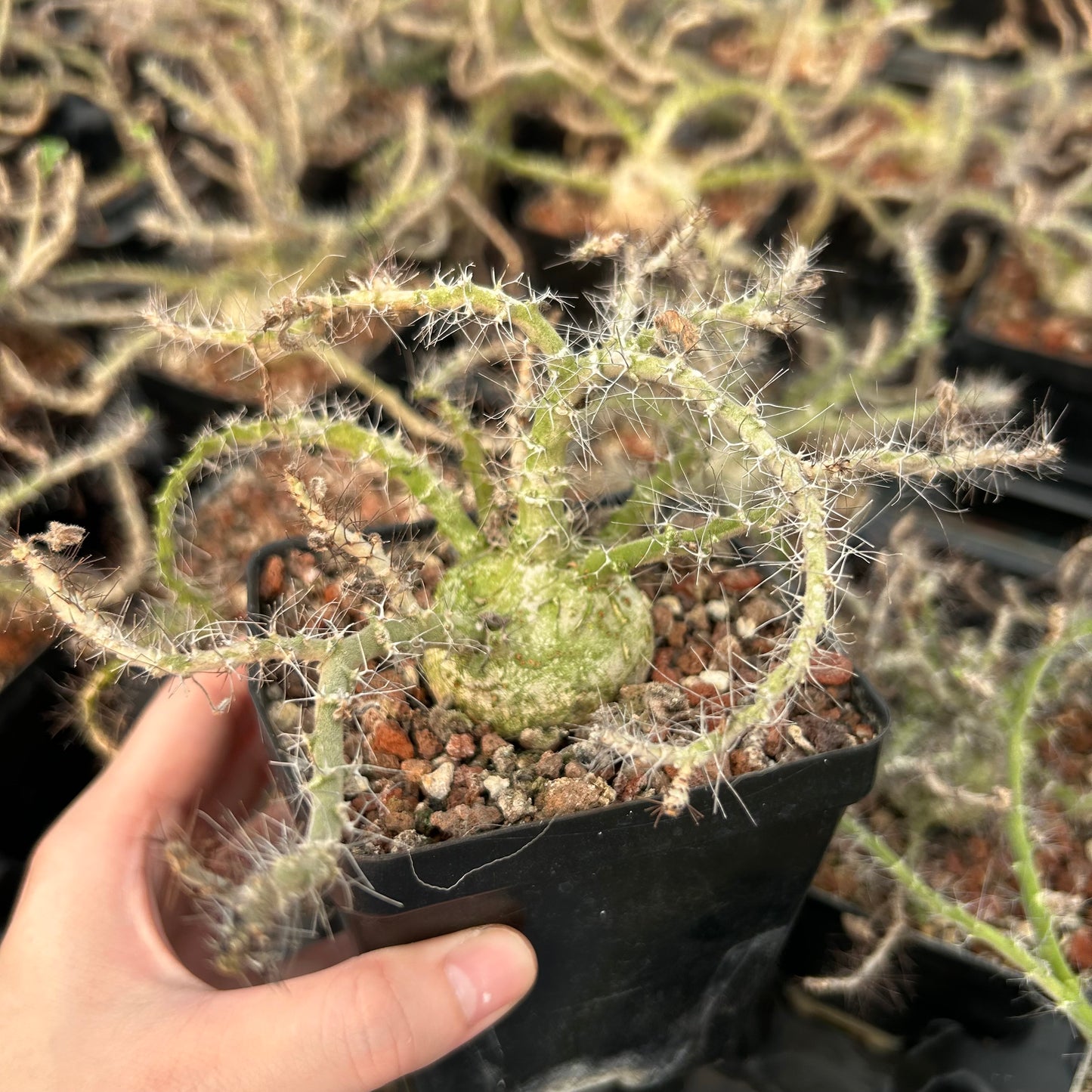 Jatropha marginata | Seed-grown | Caudex3-4CM