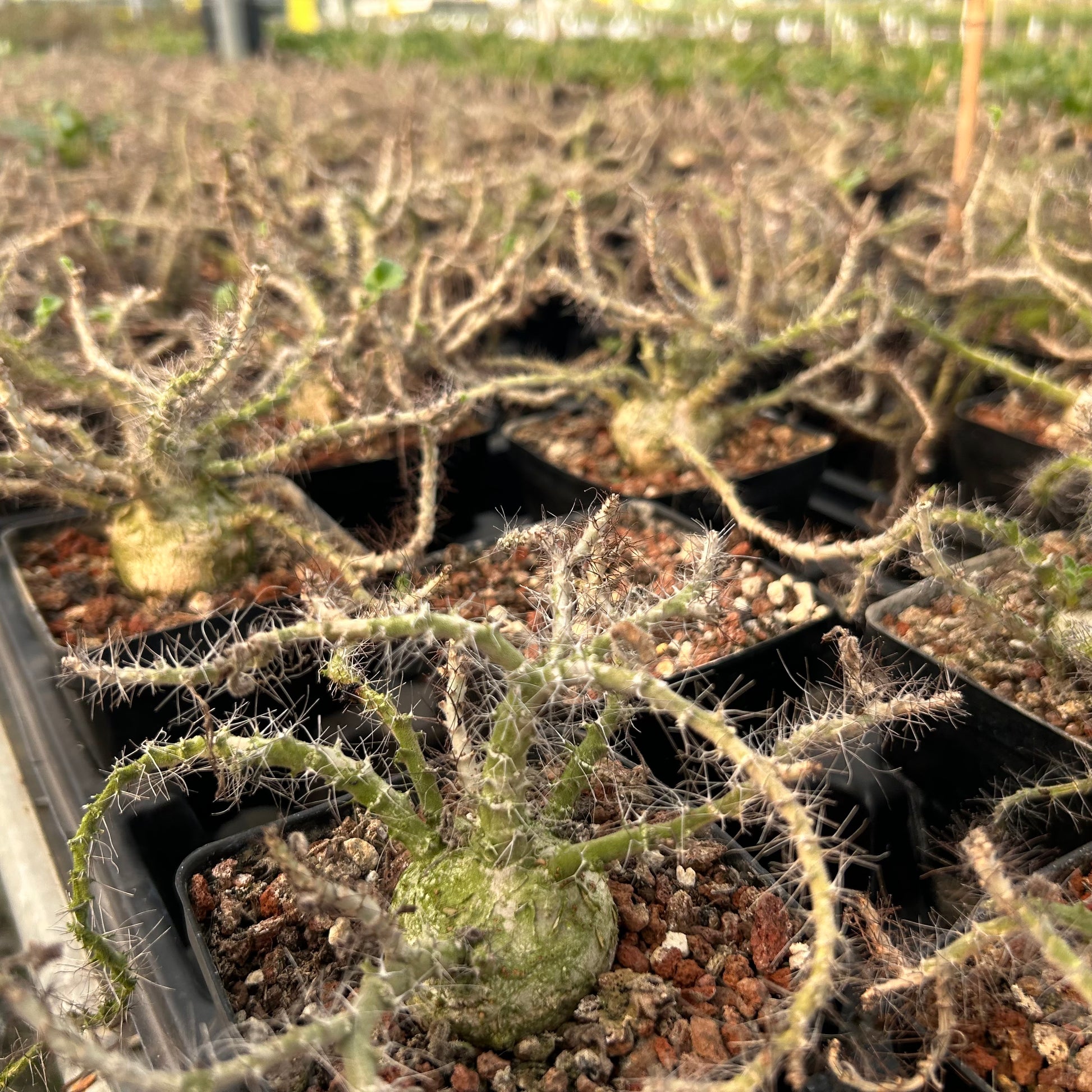 Jatropha marginata | Seed-grown | Caudex3-4CM