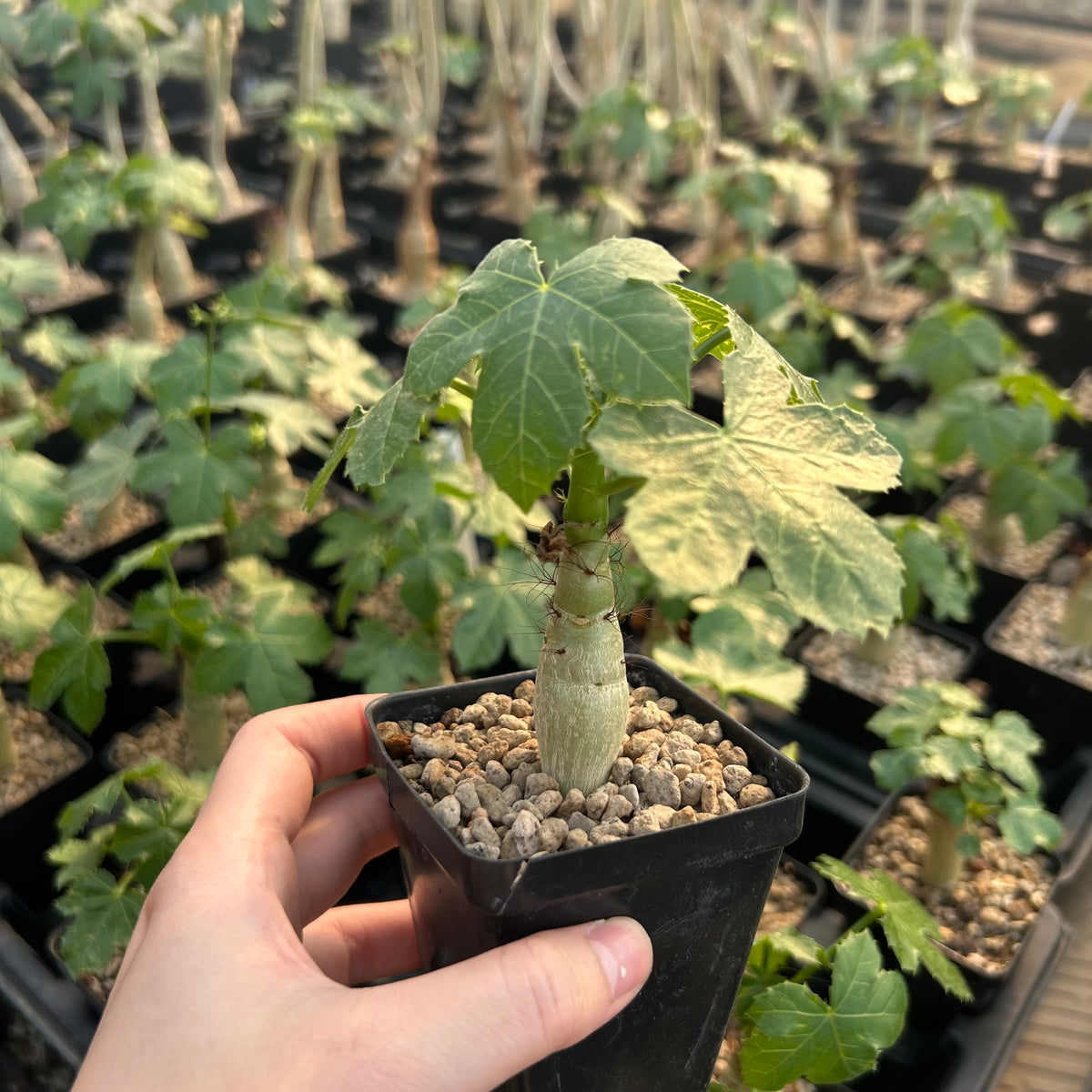 Jatropha spicata-Jatropha-Caudex1cm-image-2