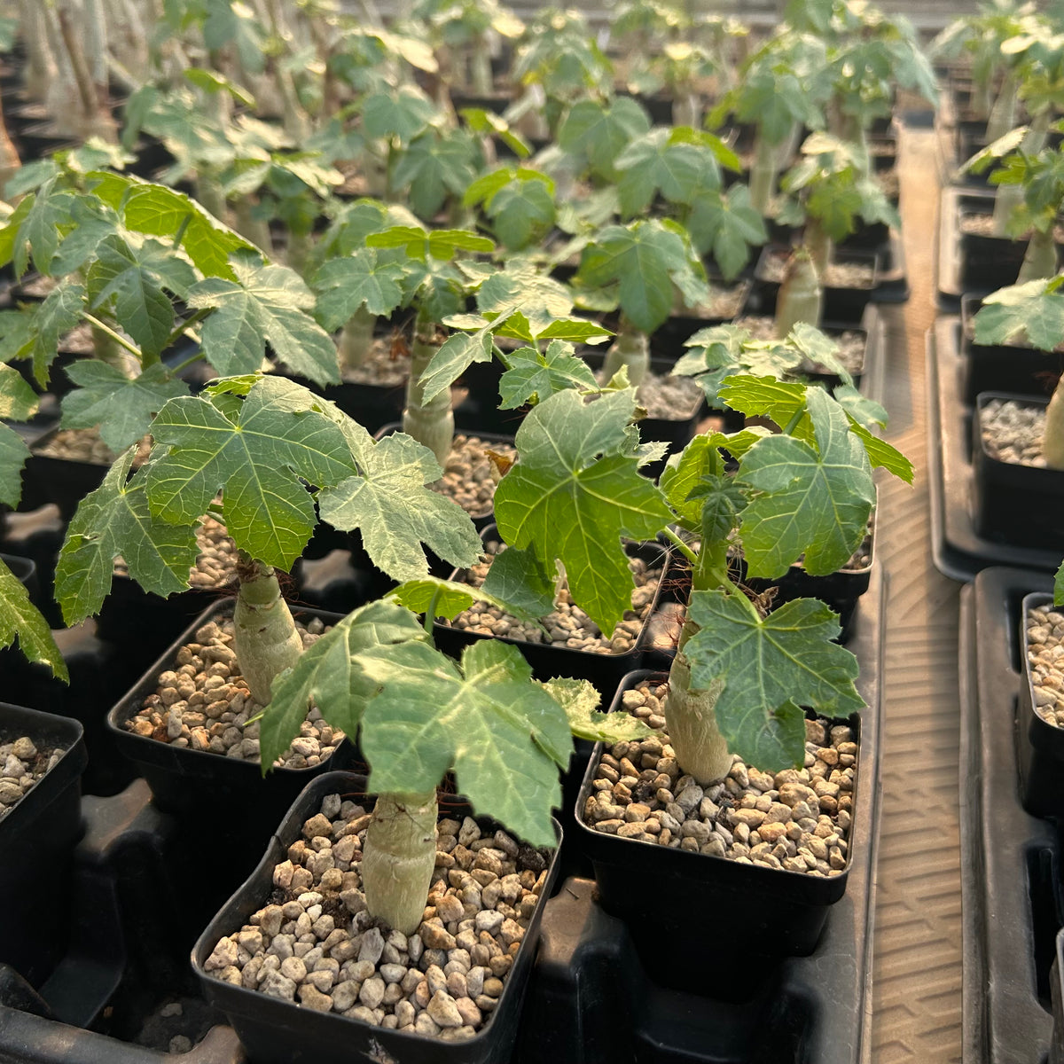 Jatropha spicata-Jatropha-Caudex1cm-image-3