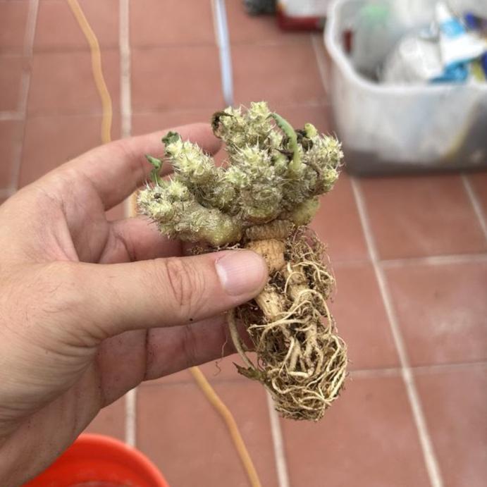 From the United States-Aftercare photo 1-BotanicalCollector