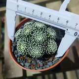 Mammillaria luethyi 36