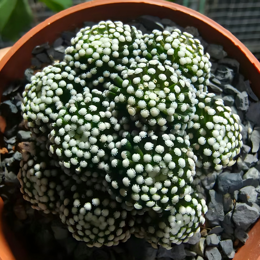 Mammillaria luethyi 36