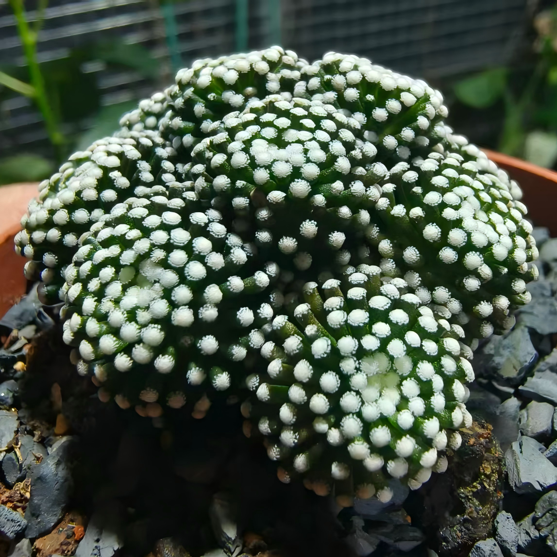 Mammillaria luethyi 36