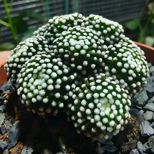 Mammillaria luethyi 36