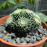 Mammillaria luethyi 36