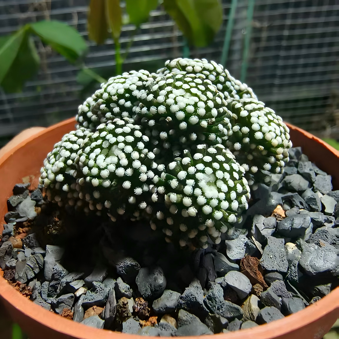 Mammillaria luethyi 36