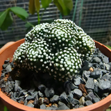 Mammillaria luethyi 36