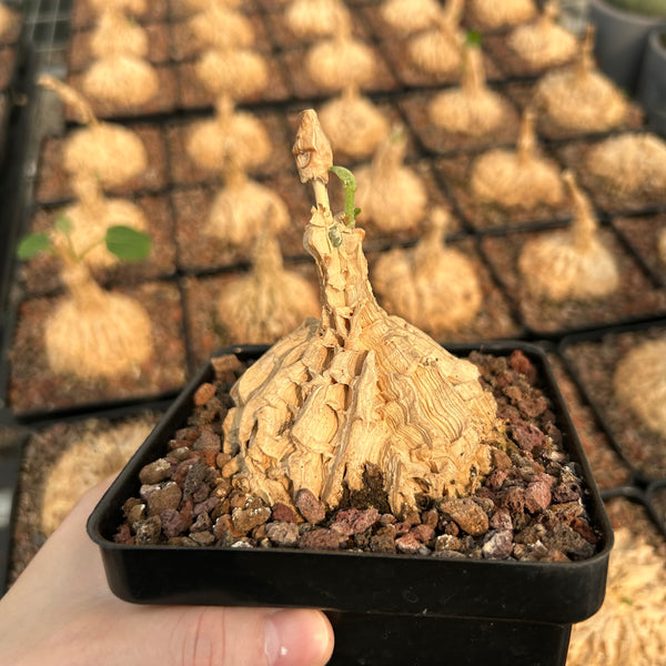 Matelea cyclophylla | Seed-grown | W6-7cm