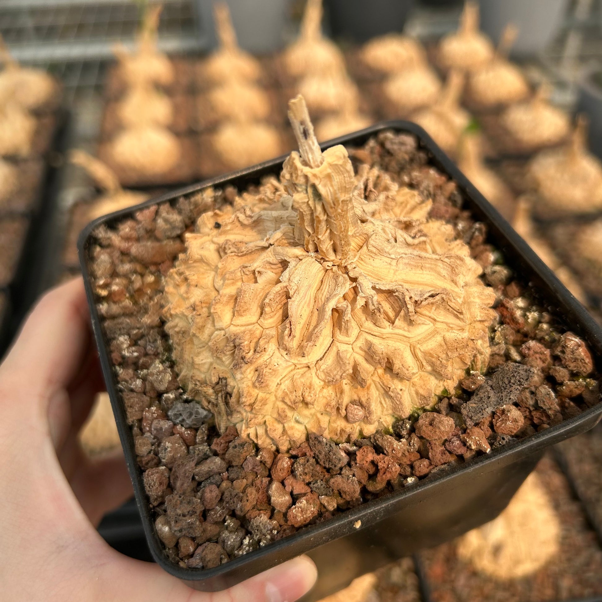 Matelea cyclophylla | Seed-grown | W6-7cm