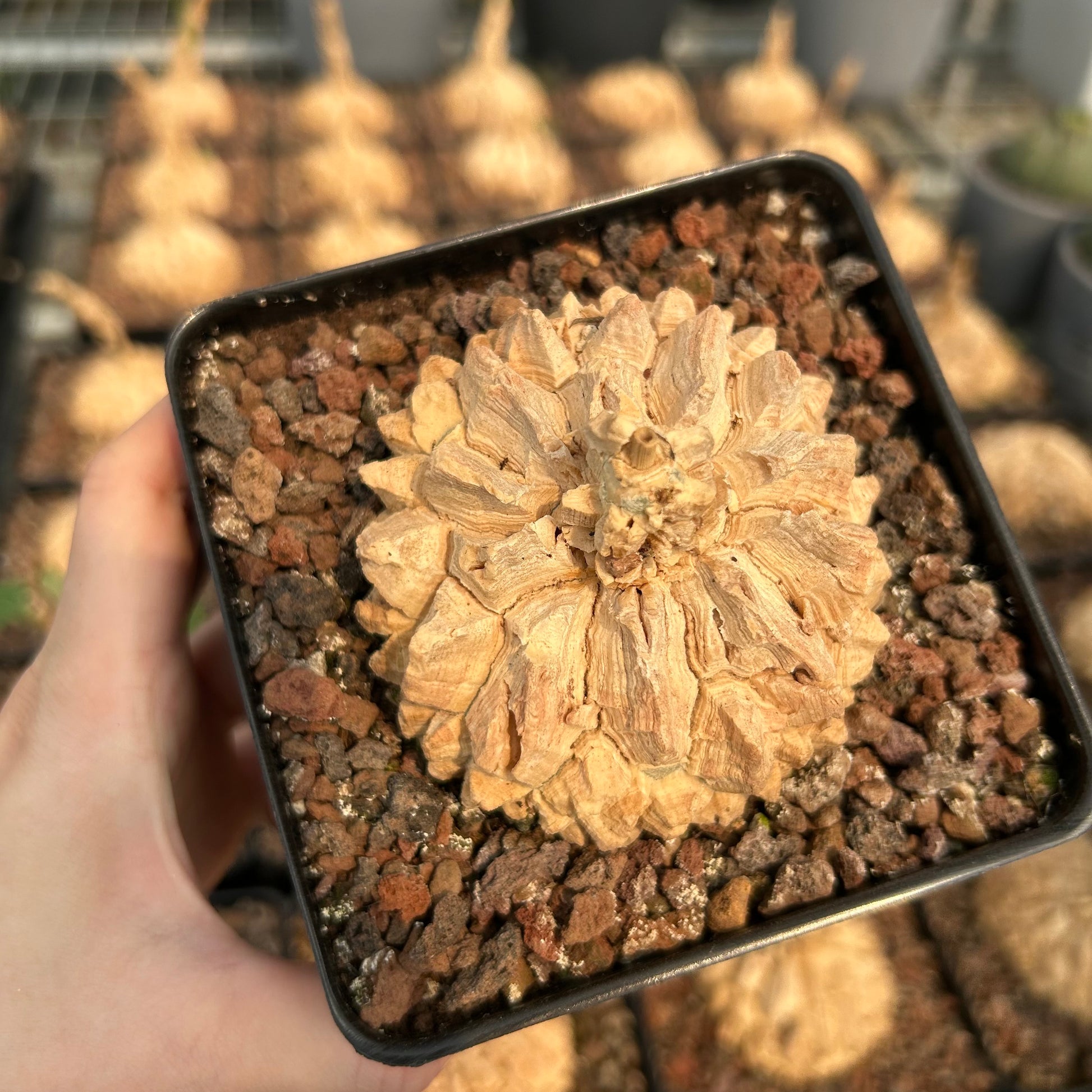 Matelea cyclophylla | Seed-grown | W6-7cm