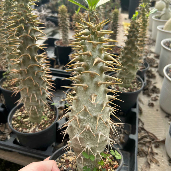 Pachypodium ambongense - BotanicalCollector