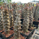 Pachypodium baronii - BotanicalCollector