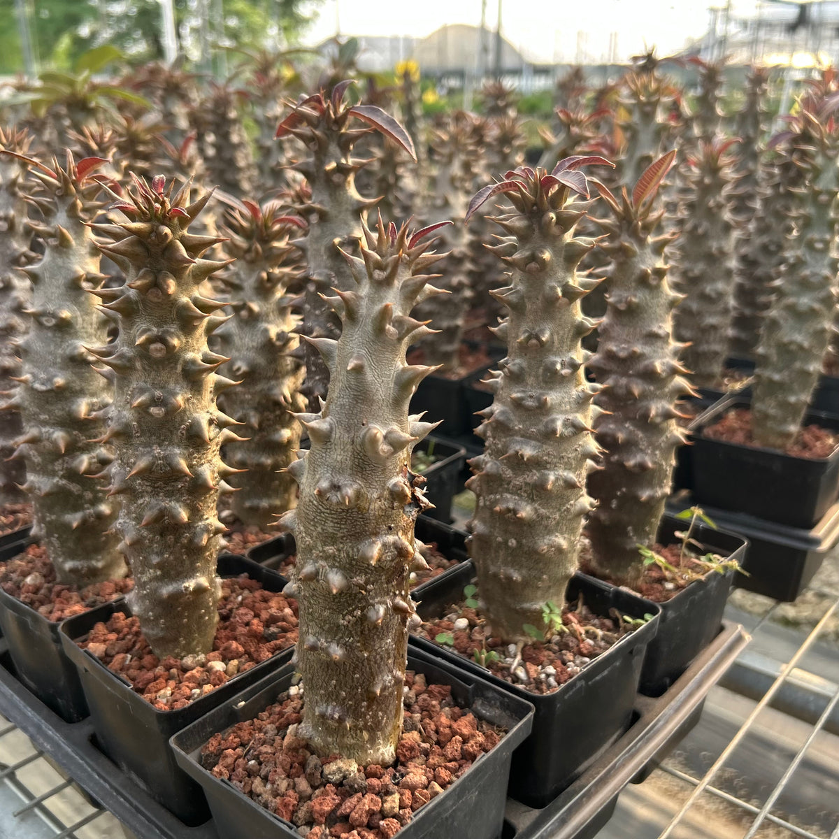Pachypodium baronii - BotanicalCollector