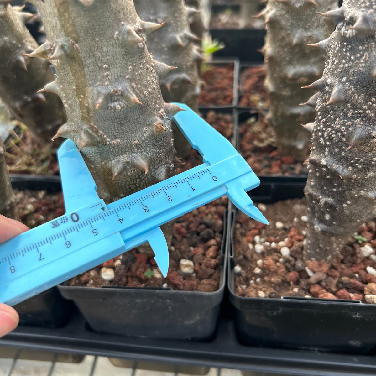 Pachypodium baronii - BotanicalCollector
