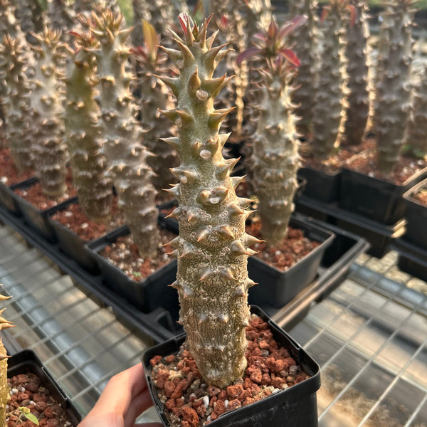 Pachypodium baronii  | Seed-grown | H15-20CM
