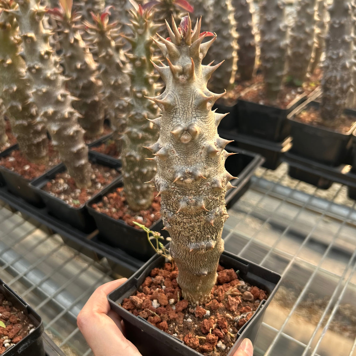 Pachypodium baronii - BotanicalCollector