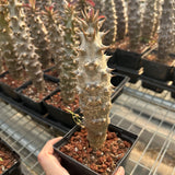 Pachypodium baronii - BotanicalCollector