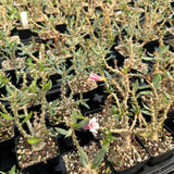 Pachypodium bispinosum - BotanicalCollector