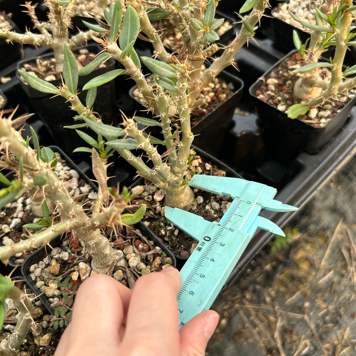 Pachypodium bispinosum - BotanicalCollector