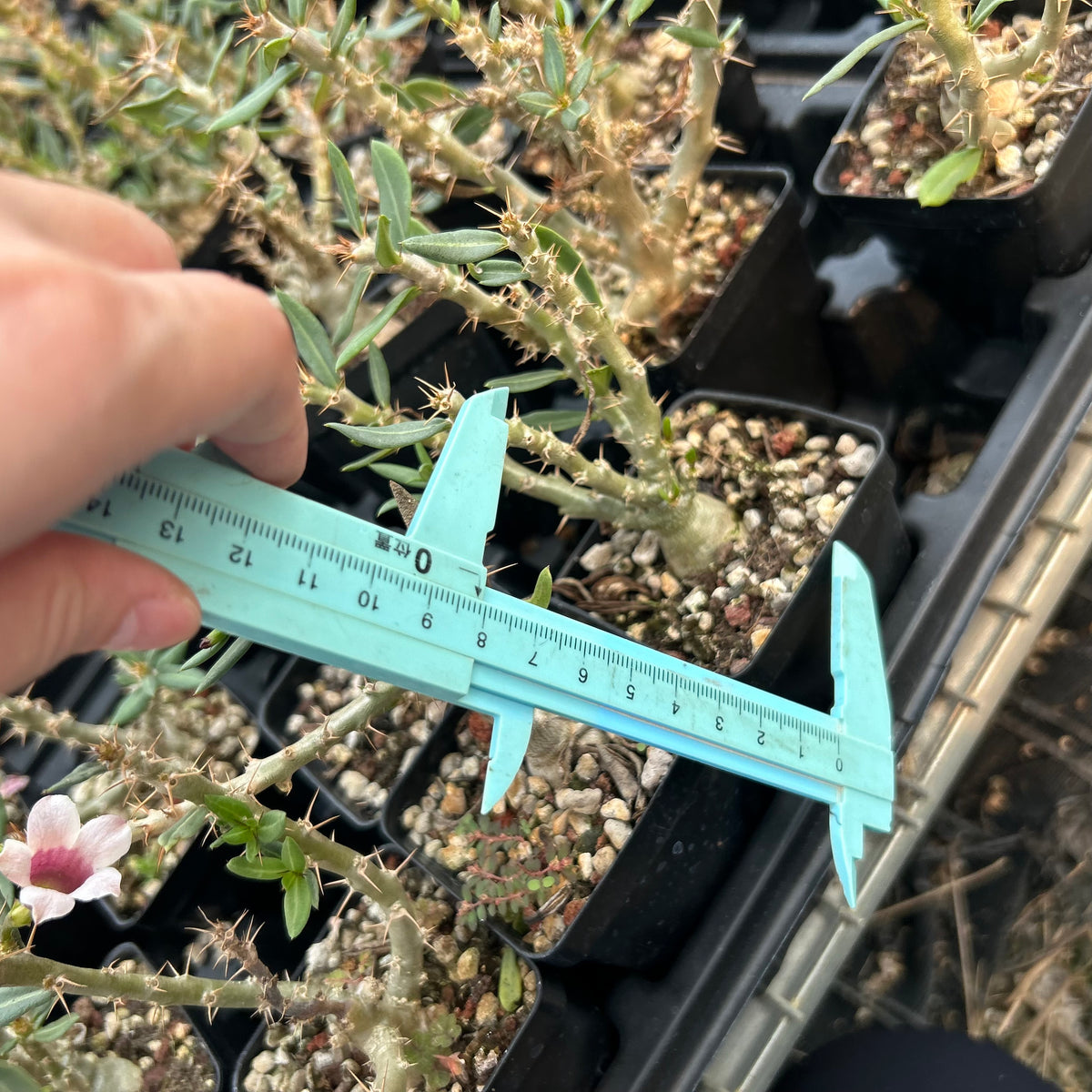 Pachypodium bispinosum - BotanicalCollector