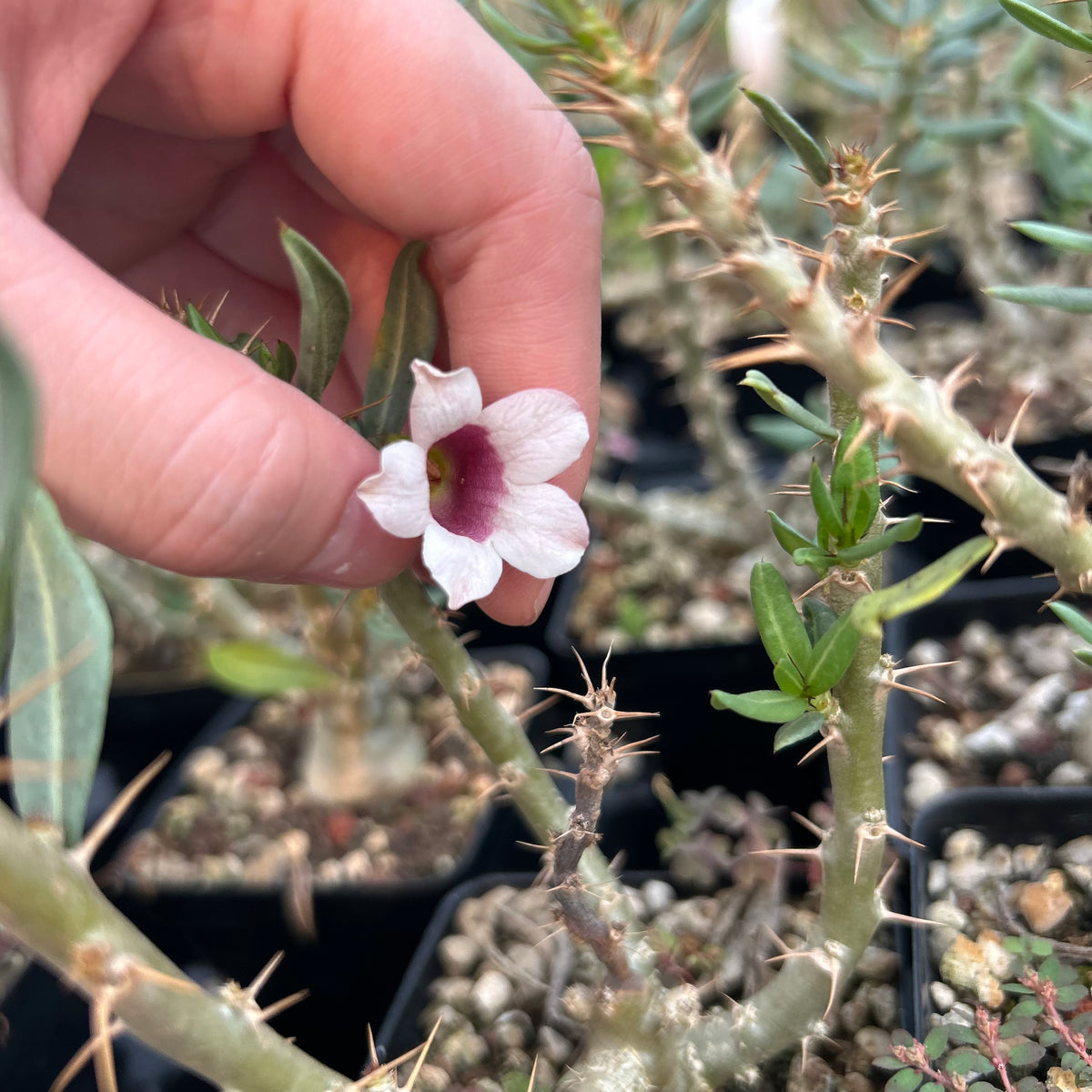 Pachypodium bispinosum - BotanicalCollector