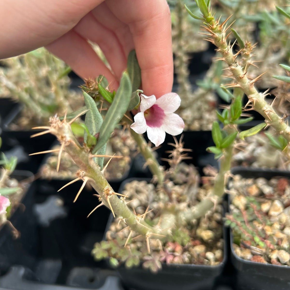 Pachypodium bispinosum - BotanicalCollector