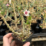 Pachypodium bispinosum - BotanicalCollector