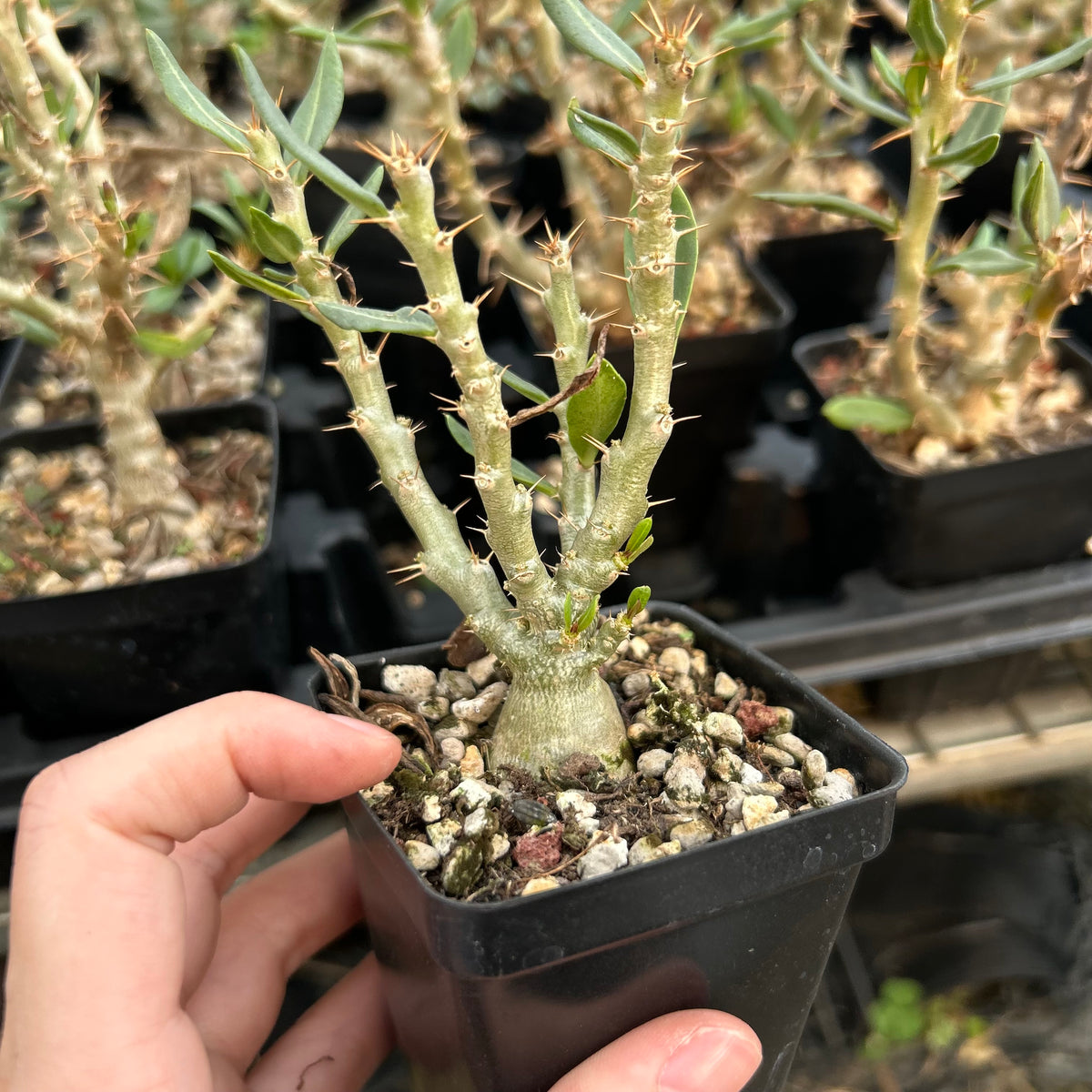 Pachypodium bispinosum - BotanicalCollector