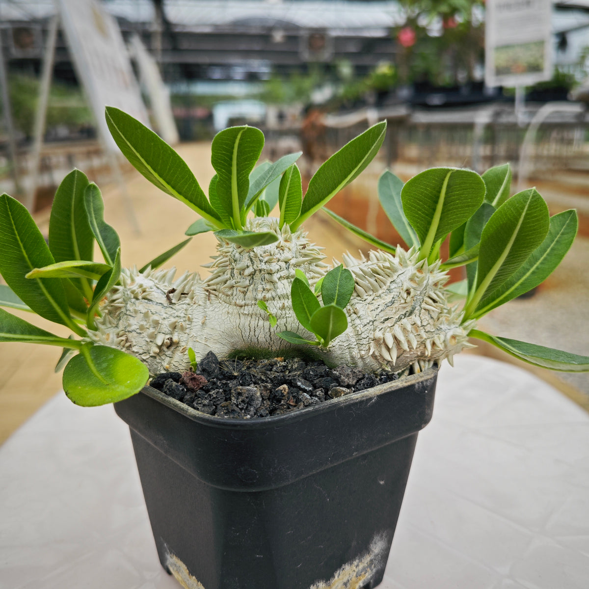 Pachypodium brevicaule 14 - BotanicalCollector