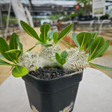Pachypodium brevicaule 14 - BotanicalCollector