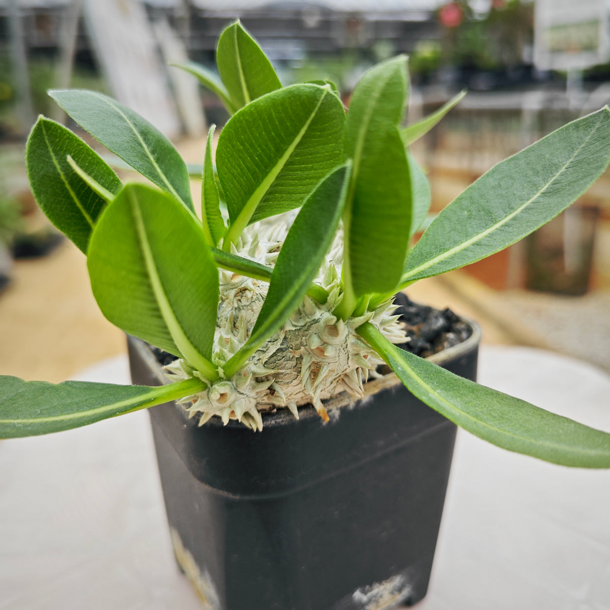Pachypodium brevicaule 14 - BotanicalCollector