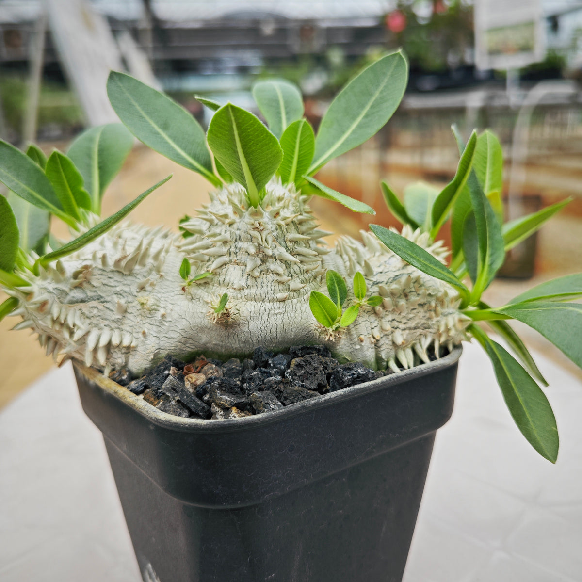 Pachypodium brevicaule 14 - BotanicalCollector