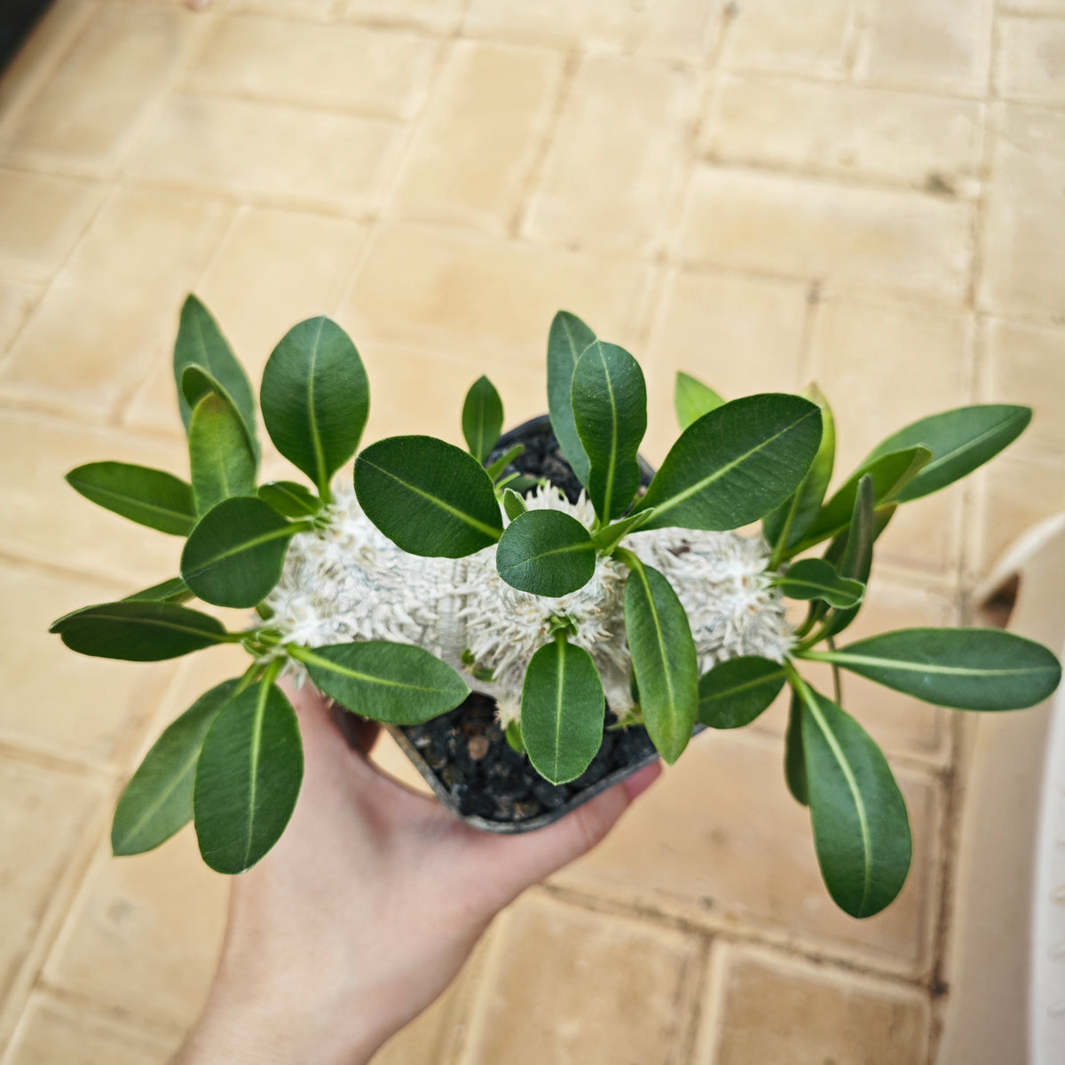 Pachypodium brevicaule 14 - BotanicalCollector