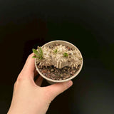 Pachypodium brevicaule - BotanicalCollector
