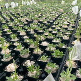 Pachypodium brevicaule - BotanicalCollector