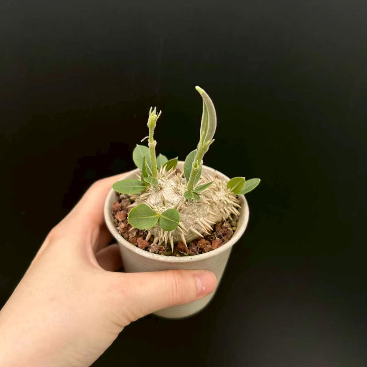 Pachypodium brevicaule - BotanicalCollector