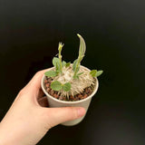 Pachypodium brevicaule - BotanicalCollector