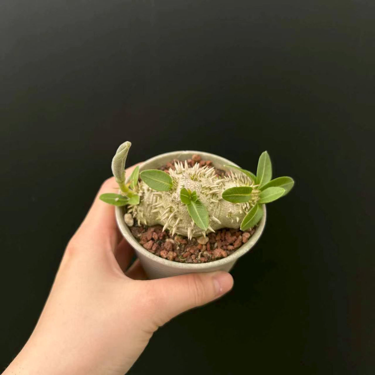 Pachypodium brevicaule - BotanicalCollector